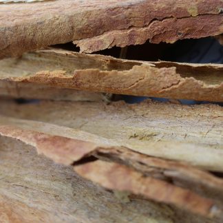 freshly harvested cinnamon sticks