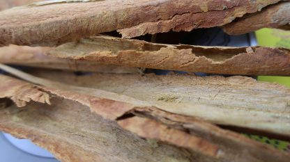 freshly harvested cinnamon sticks